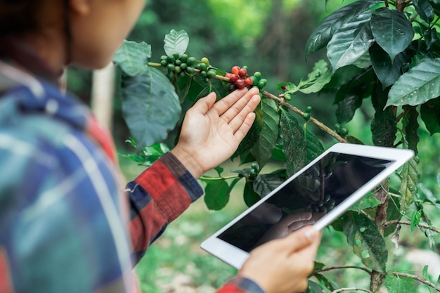 Jovem Agricultor Moderno Asiático Usando Tablet Digital E Examinando ...