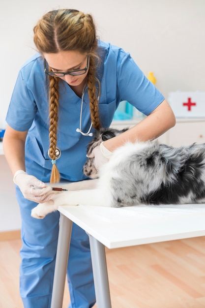 Jovem, femininas, veterinário, injetar, cão, com, injeção, ligado, tabela, em, clínica Foto gratuita
