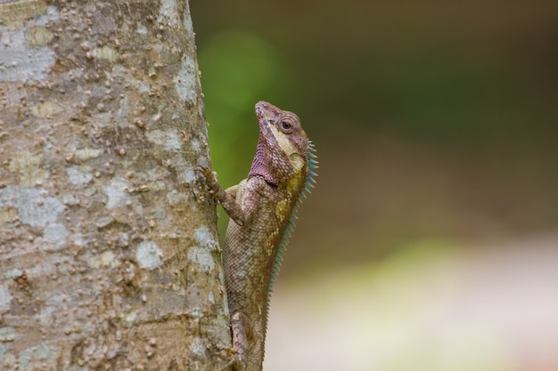 Featured image of post Lagarto Verde Dan ando Todas as not cias da cidade de lagarto e as principais do estado de sergipe