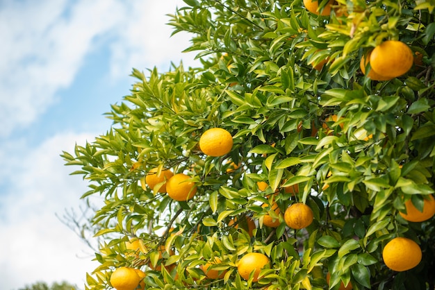 Laranjas frutas com céu azul Foto Premium