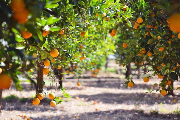 Laranjeira com frutas, beautigul dirigiu de laranja | Foto Premium