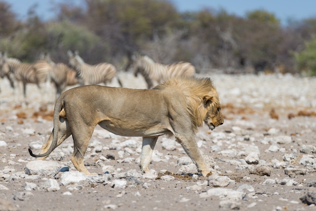 Leão com zebras defocused em segundo plano. safári dos animais selvagens no parque nacional de etosha, namíbia, áfrica. Foto Premium