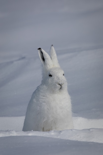 Lebre Artica Olhando Para Longe Com As Orelhas Apontando Para Cima Encontrada Na Tundra Coberta De Neve Foto Premium