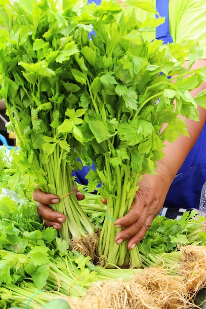 Featured image of post Imagem De Aipo Legumes : Conheci este diferente risoto de aipo através do ótimo livro a cozinha vegetariana para todos(veja imagem ao lado), escrito pela chef de lave bem o salsão, separe suas folhas para decorar o prato e pique seu caule em pequenos pedaços.