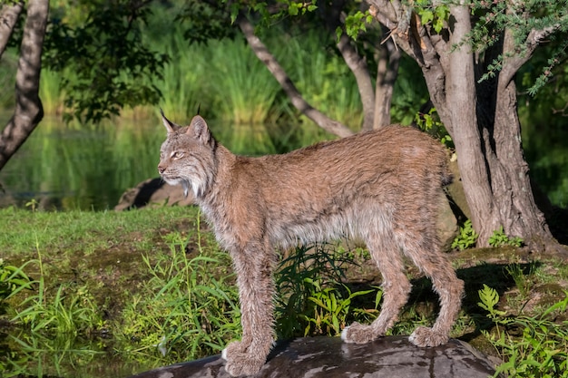 Lince do canadá em pé sobre uma rocha | Foto Premium