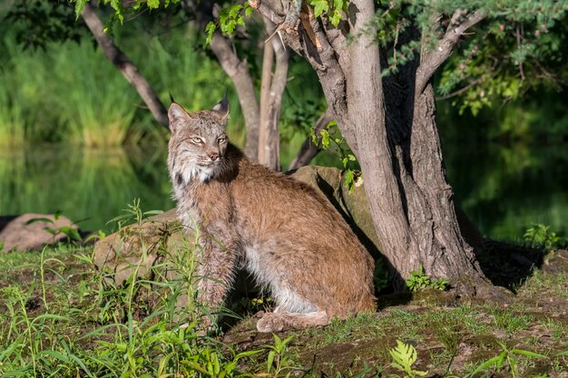 Lince do canadá sentado no chão | Foto Premium