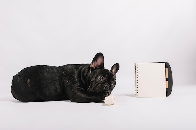 Linda composição de buldogue com notebook Foto gratuita