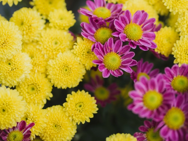 Lindas flores roxas e amarelas Foto Grátis