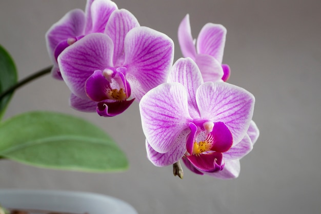 Resultado de imagem para lindas orquídeas freepik