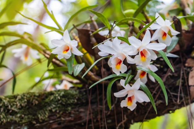 Resultado de imagem para orquídeas freepik