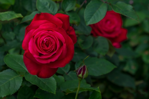 Rosas Vermelhas - Apaixonados e Paixão | Flores - Cultura Mix