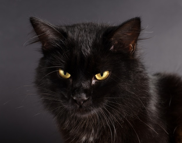 Lindo gato preto fofo com olhos amarelos brilhantes | Foto Premium