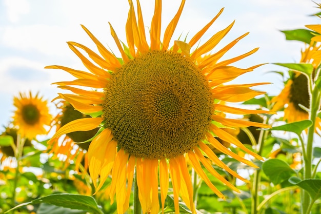 Lindo girassol no campo de girassóis no verão céu azul na europa