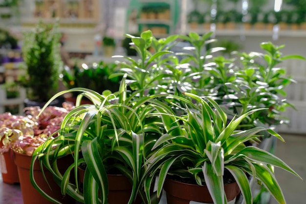 Linha De Planta De Chlorophytum Comosum Em Vaso Venda Na Loja Do