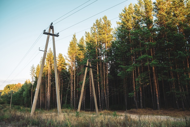 Linhas elétricas no glade ao longo das árvores das coníferas na luz solar. Foto Premium