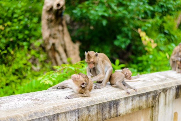 Macacos (caranguejo que comem o macaque) que preparam um outro. Foto Premium