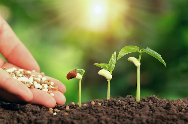 Mão Agrícola, Nutrindo, Planta Fertilizante, Crescendo, Passo, Ligado ...