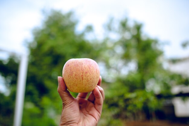 Mãos e maçãs de pessoas que amam cuidados de saúde. comendo maçãs com vitamina c, o conceito Foto Premium