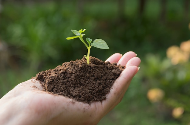 M Os Humanas Que Guardam O Conceito Pequeno Verde Da Vida De Planta