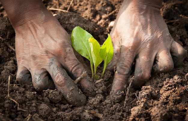 Mãos plantando uma muda no solo | Foto Premium