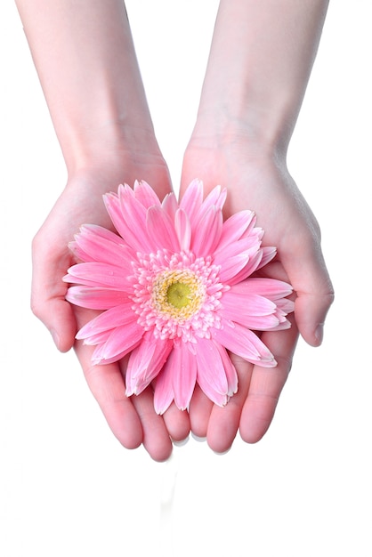Mãos segurando uma flor-de-rosa | Foto Grátis