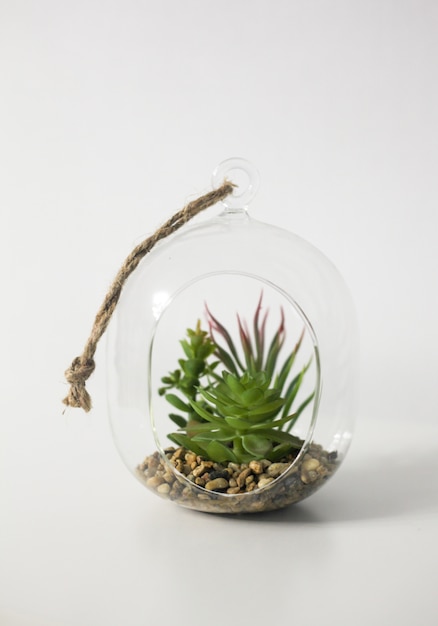 Mini jardim suculento em terrário de vidro | Foto Premium