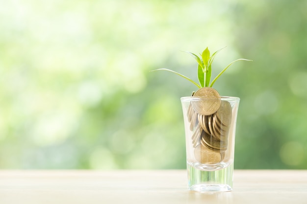 Moedas em um copo com uma pequena árvore Foto gratuita