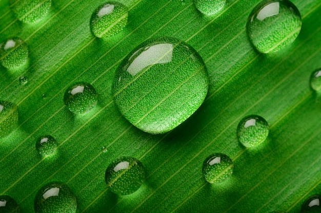 Muitas gotas de água caem nas folhas de bananeira Foto gratuita
