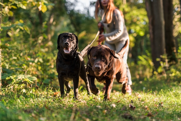 Mulher segura, trela, enquanto, andar, com, cão, parque Foto gratuita