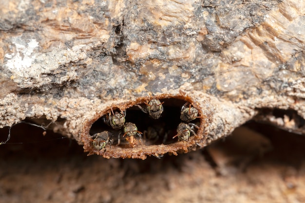 Nannotrigona Testaceicornis Irai Abelha Sem Ferrao Na Colmeia Foto Premium