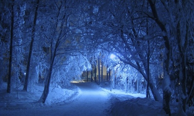 One-Shot - As Cores do Inverno Neve-sombra-noite-arvores-cobertas-frio-do-inverno_121-69927