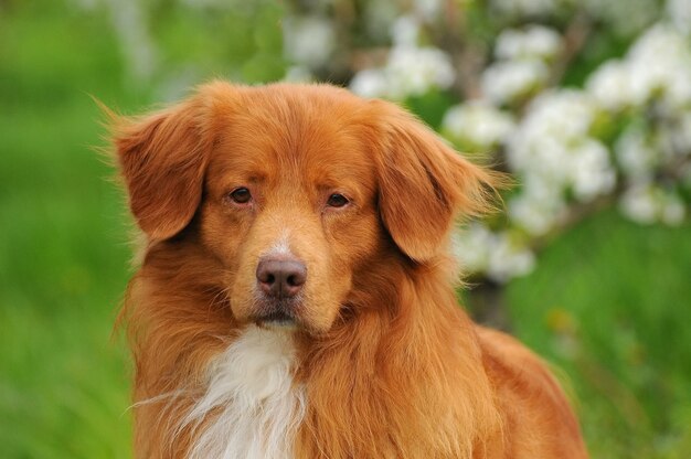 Nova scotia duck tolling retriever Foto Premium