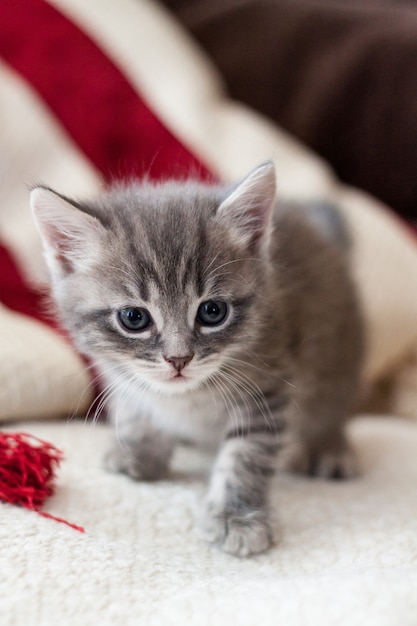 O Gatinho Brit Nico Olha Bem De Perto Gatinho Cinza Muito Bonito Foto Premium