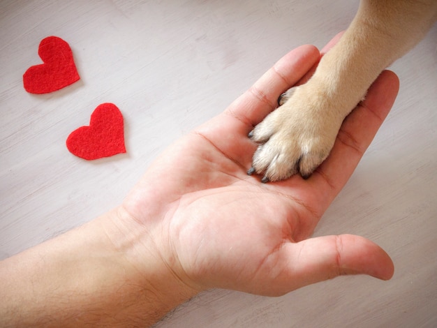 Conheça as 30 frases de cachorro para você demonstrar o seu amor