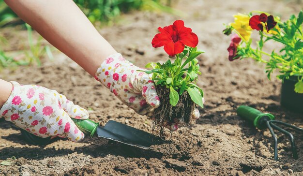 O jardineiro está plantando um jardim de flores. foco seletivo. | Foto  Premium