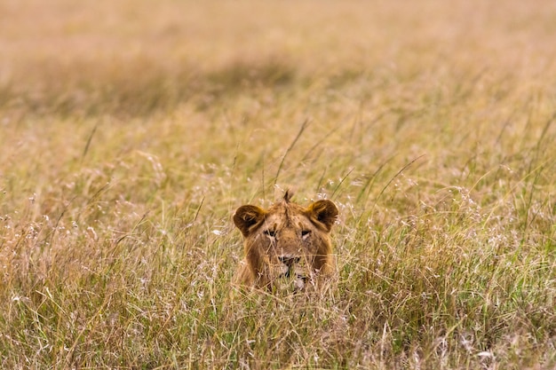 O leão assistindo presas quênia áfrica Foto Premium