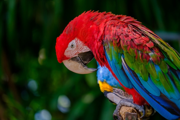 O papagaio colorido. | Foto Premium