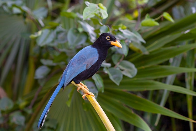 O Yucatan Jay Cyanocorax Yucatanicus Uma Esp Cie De Ave Da Fam Lia