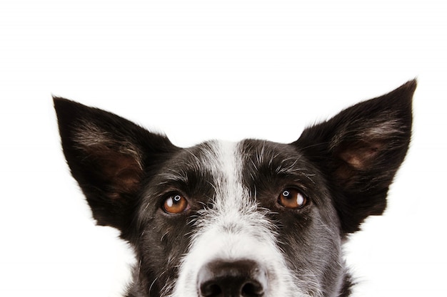 Cães com olhos lacrimejando: o que pode ser? 