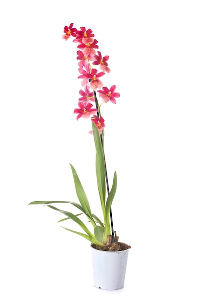 Resultado de imagem para orquídeas cambria freepik