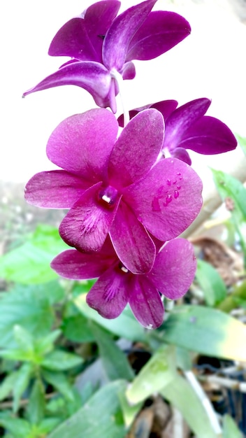 Resultado de imagem para jardim de oqruídeas orquídeas freepik