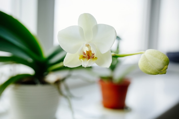 Resultado de imagem para Orquídeas em casa freepik