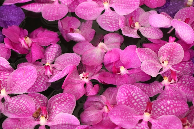 Resultado de imagem para orquídeas vanda freepik