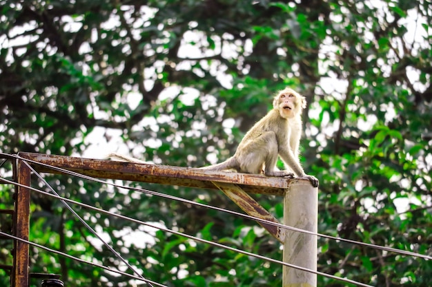 Os macacos da selva estão escalando postes elétricos para procurar rendas e frutas caindo no chão Foto Premium