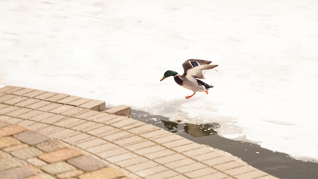 Os Patos Caminham No Gelo Derretido O Gelo Congelado Na Superf Cie Da