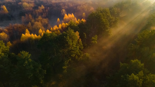 Os Raios De Sol Da Manh Rompem As Rvores Na Floresta Enevoada E Criam