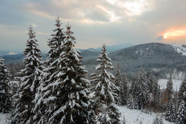 Paisagem Aérea Do Inverno Com árvores Spruse Da Floresta Coberta De Neve Nas Montanhas Frias à 6973