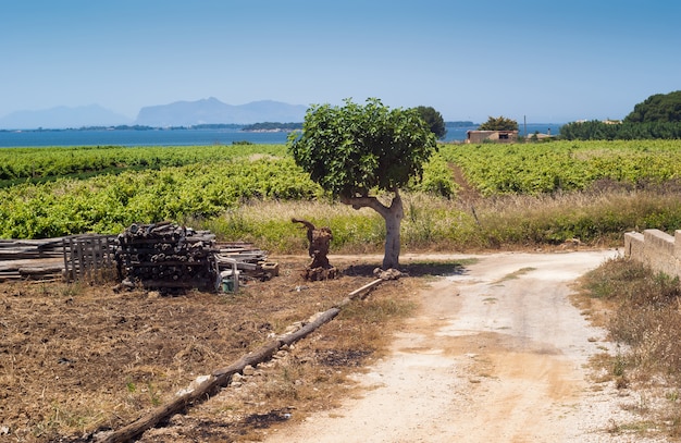 Paisagem bonita campo siciliano Foto Premium