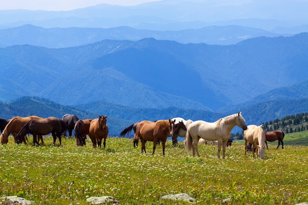 Concours ayant pour thème " les chevaux " (25nov) Paisagem-de-montanhas-com-cavalos_1398-1831