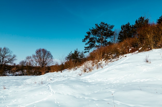 Paisagem de neve com pegadas e árvores contra o céu azul Foto gratuita